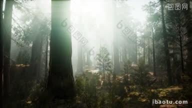 雪碧亚国家公园在雾雾云下